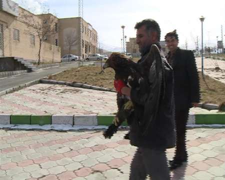 جدال عقاب کمیاب با سگ ها....